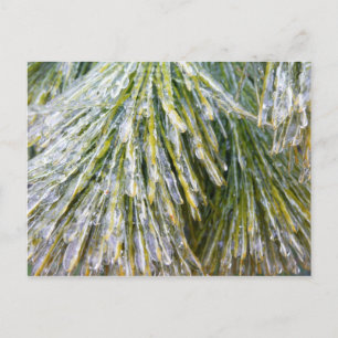 Carte Postale Aiguilles de pin recouvert de glace Botanique hive