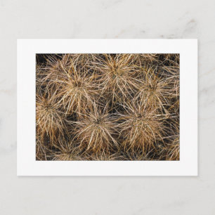 Carte Postale "Aiguilles et Meules de Foin"