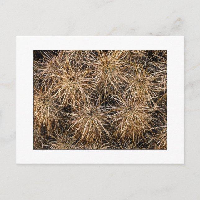 Carte Postale "Aiguilles et piles de foin" (Devant)