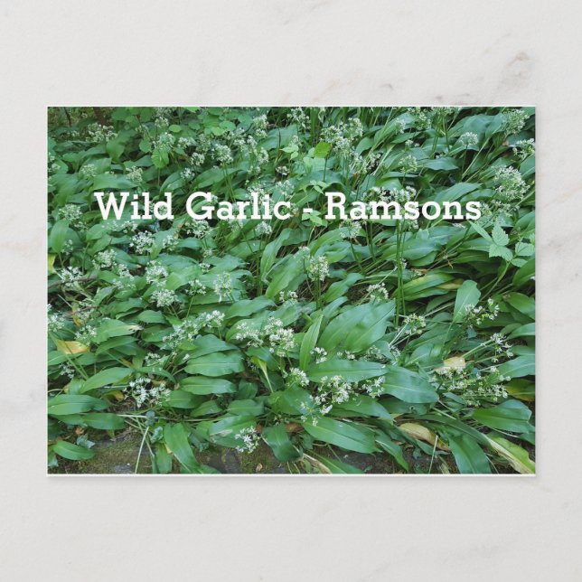 Carte Postale Ail sauvage - Ramsons (Devant)