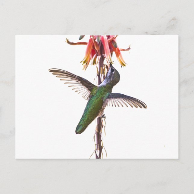 Carte Postale Ailes de colibri (Devant)