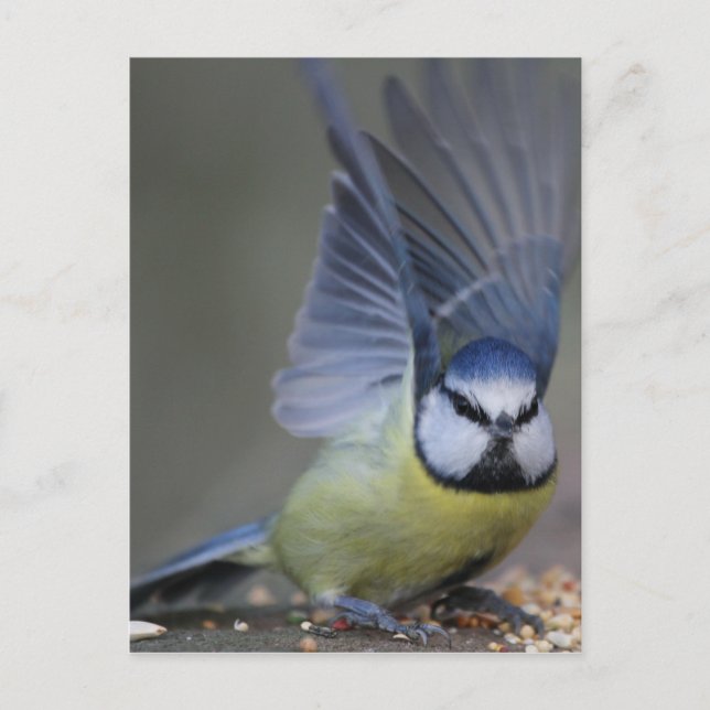 Carte Postale Ailes d'oiseau de mésange bleue belles (Devant)