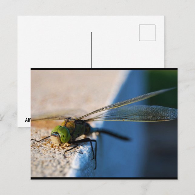 Carte Postale Ailes d'une Libellule (Devant / Derrière)