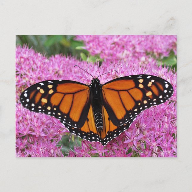 Carte Postale Ailes monarques sur rose - Papillon (Devant)
