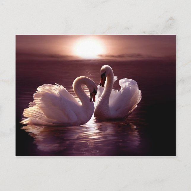 Carte Postale Aimer les cygnes former un coeur (Devant)