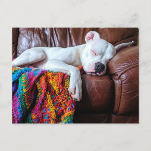 Carte Postale Aimer Pitbull Chien Dormir sur le canapé