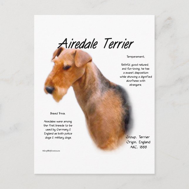 Carte Postale Airedale Terrier Histoire (Devant)