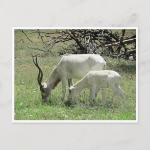 Carte Postale ajouter
