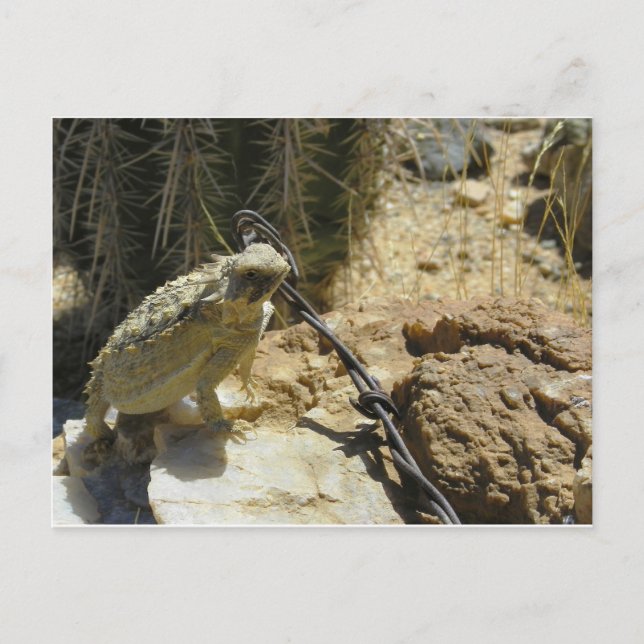 Carte Postale AJOUTEZ VOTRE PROPRE TEXTE à la position proposée  (Devant)