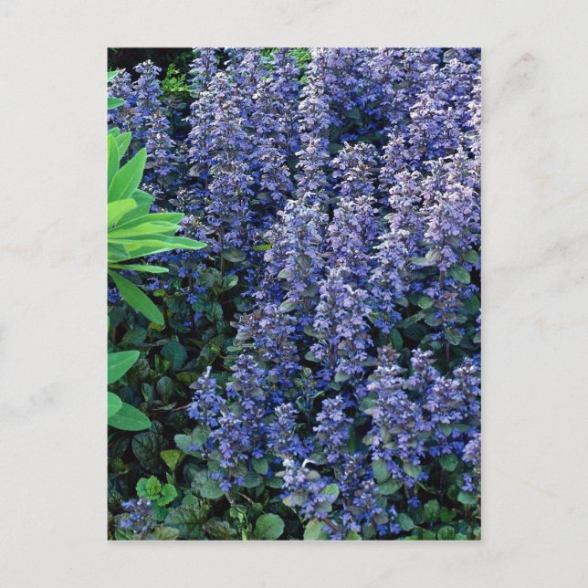 Carte Postale Ajuga reptans - bugle (Devant)