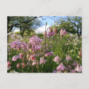 Carte Postale Akeleien Wiese unter Apfelbäumen