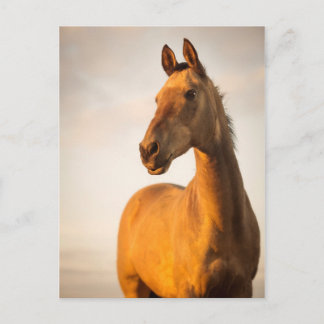 Carte Postale Akhal teke au coucher du soleil