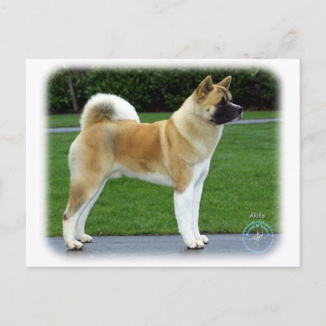 Carte Postale Akita 9T031D-052 (Devant)