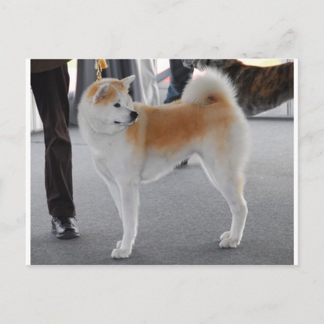 Carte Postale Akita Inu Chien Dans Un Spectacle De Chien (Devant)