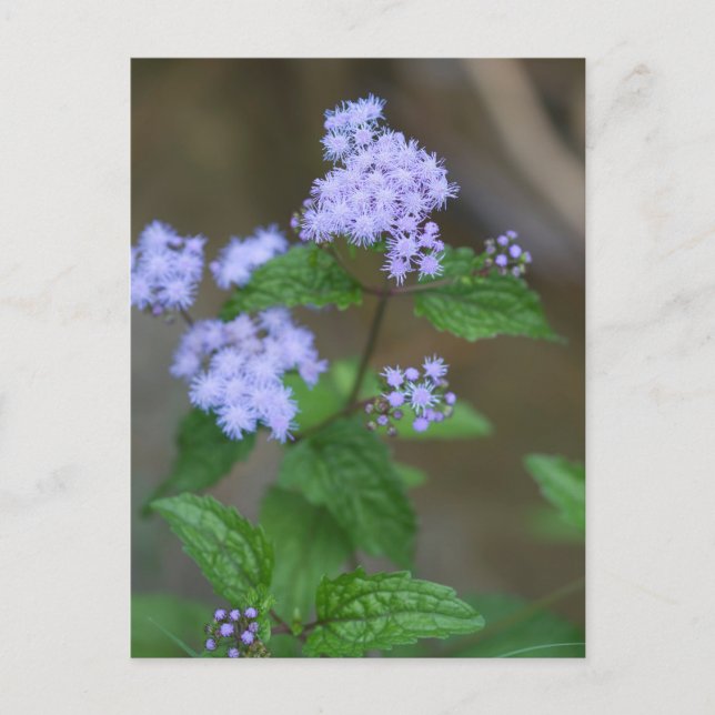 Carte Postale Alabama Wild Lavender Ageratum Fleurs sauvages (Devant)