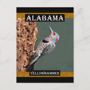 Carte Postale Alabama Yellowhammer