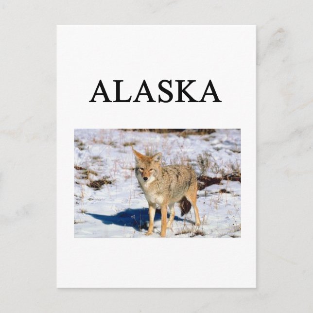 Carte Postale alaska (Devant)