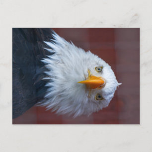 Carte Postale Alaska Bald Eagle, très grave