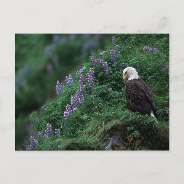 Carte Postale Alaska, île de l'Unalaska Aigle Bald parmi Nootka (Devant)