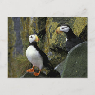 Carte Postale Alaska, île Saint-Paul, les Pribilofs, guillemot c