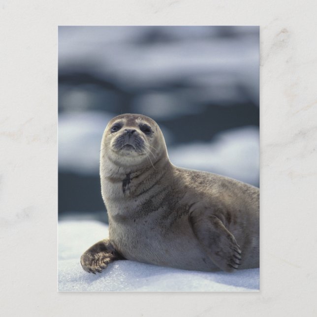 Carte Postale Alaska, région du sud-est Phoque commun sur glace (Devant)