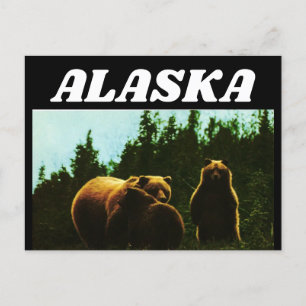 CARTE POSTALE ALASKA VINTAGE GRIZZLY