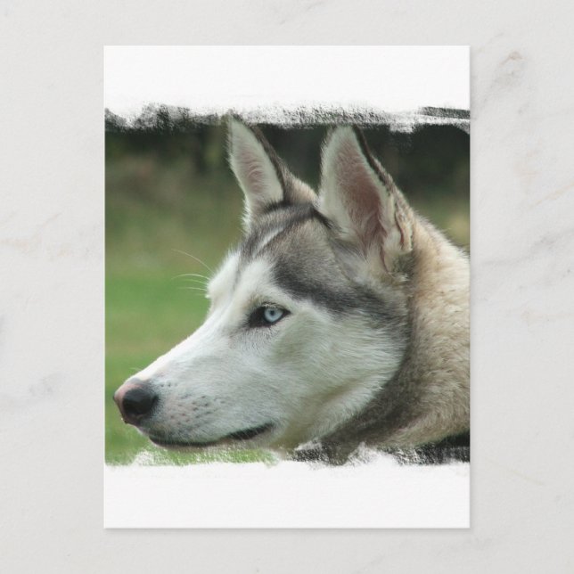 Carte postale Alaskan Husky (Devant)