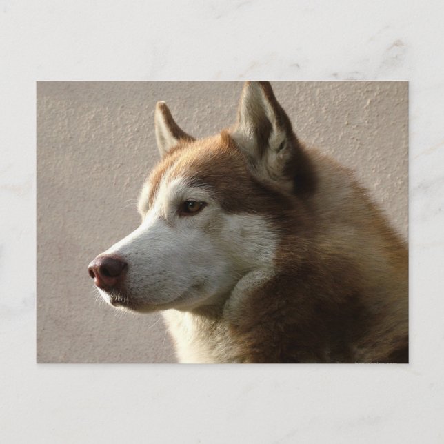 Carte Postale Alaskan Malamute Chien photo (Devant)