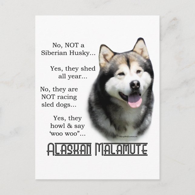 Carte Postale Alaskan Malamute FAQ (Devant)