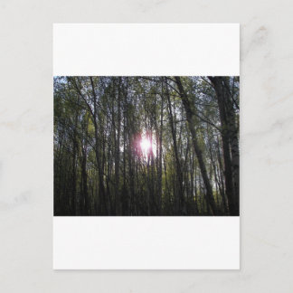 Carte Postale Alaskan Sun