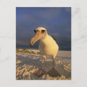 Carte Postale Albatros de Laysan, Diomedea immutabilis),