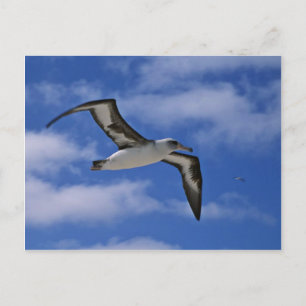 Carte Postale Albatros de Laysan volant dans l'air