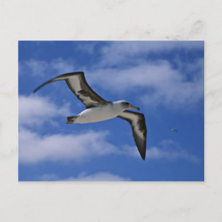 Carte Postale Albatros de Laysan volant dans l'air