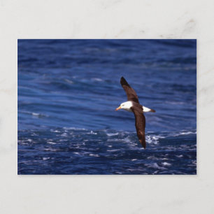 Carte Postale Albatros Noir En Vol