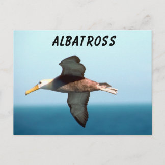 Carte Postale Albatros volant