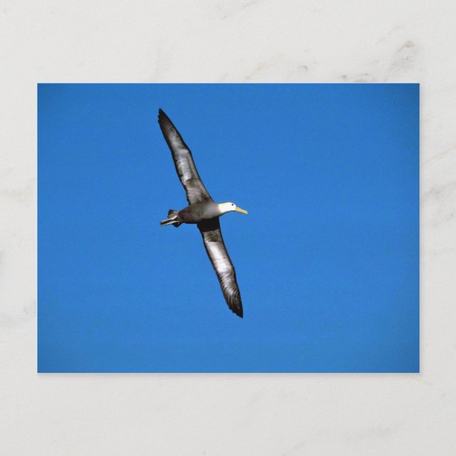 Carte Postale Albatros Wavaved En Vol (Devant)