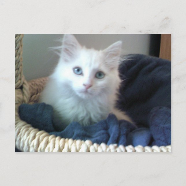 Carte postale Albi sweetheart kitty (Devant)