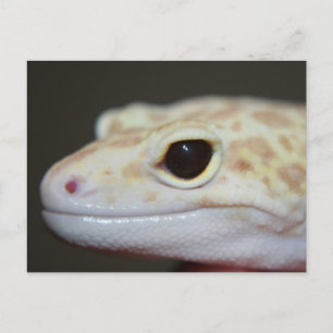 Carte postale Albino Leopard Gecko