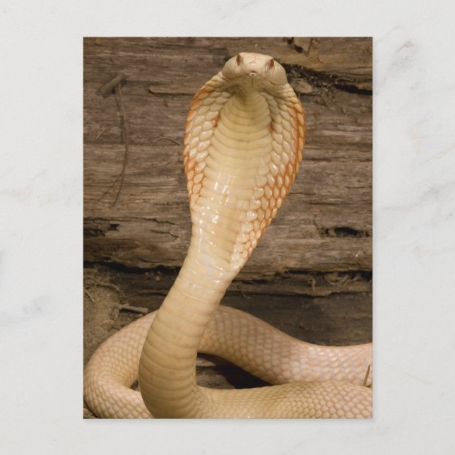 Carte Postale Albino Monacled Cobra, Naja kaouthia, enroulé (Devant)