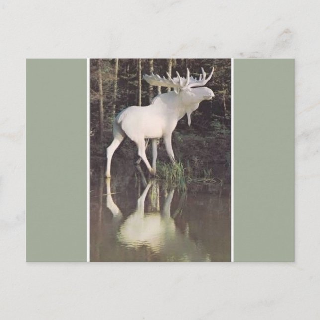Carte Postale Albino Moose (Devant)