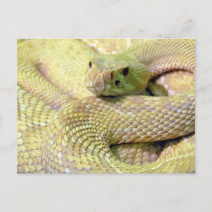 Carte postale Albino Rattlesnake