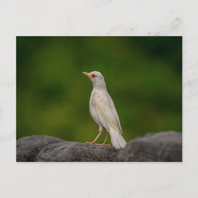 Carte Postale Albino Robin dans Crown Point (Devant)