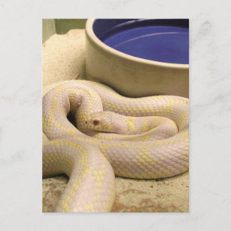 Carte postale Albino Snake !