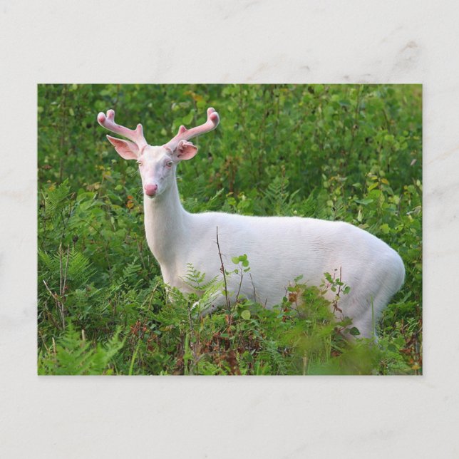 Carte postale Albino Whitetail Deer (Devant)