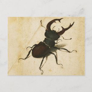 Carte Postale Albrecht Durer Stag Beetle Renaissance Art Vintage