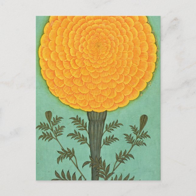 Carte Postale Album de petite taille | A Marigold (Devant)