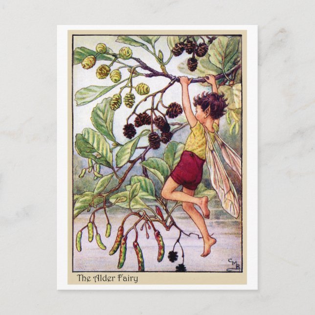 Carte Postale Alder Fairy (Devant)
