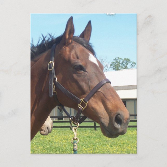 Carte postale Alert Arab Horse (Devant)