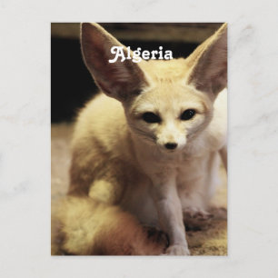 Carte Postale Algérie Fennec Fox