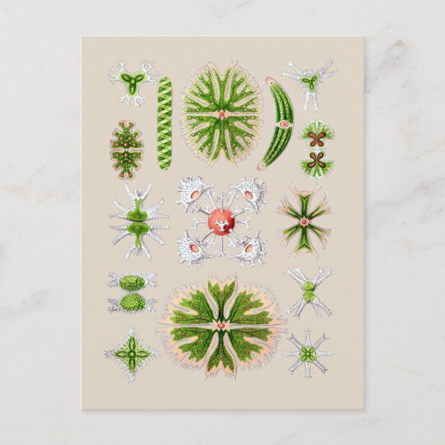 Carte Postale Algues (Devant)